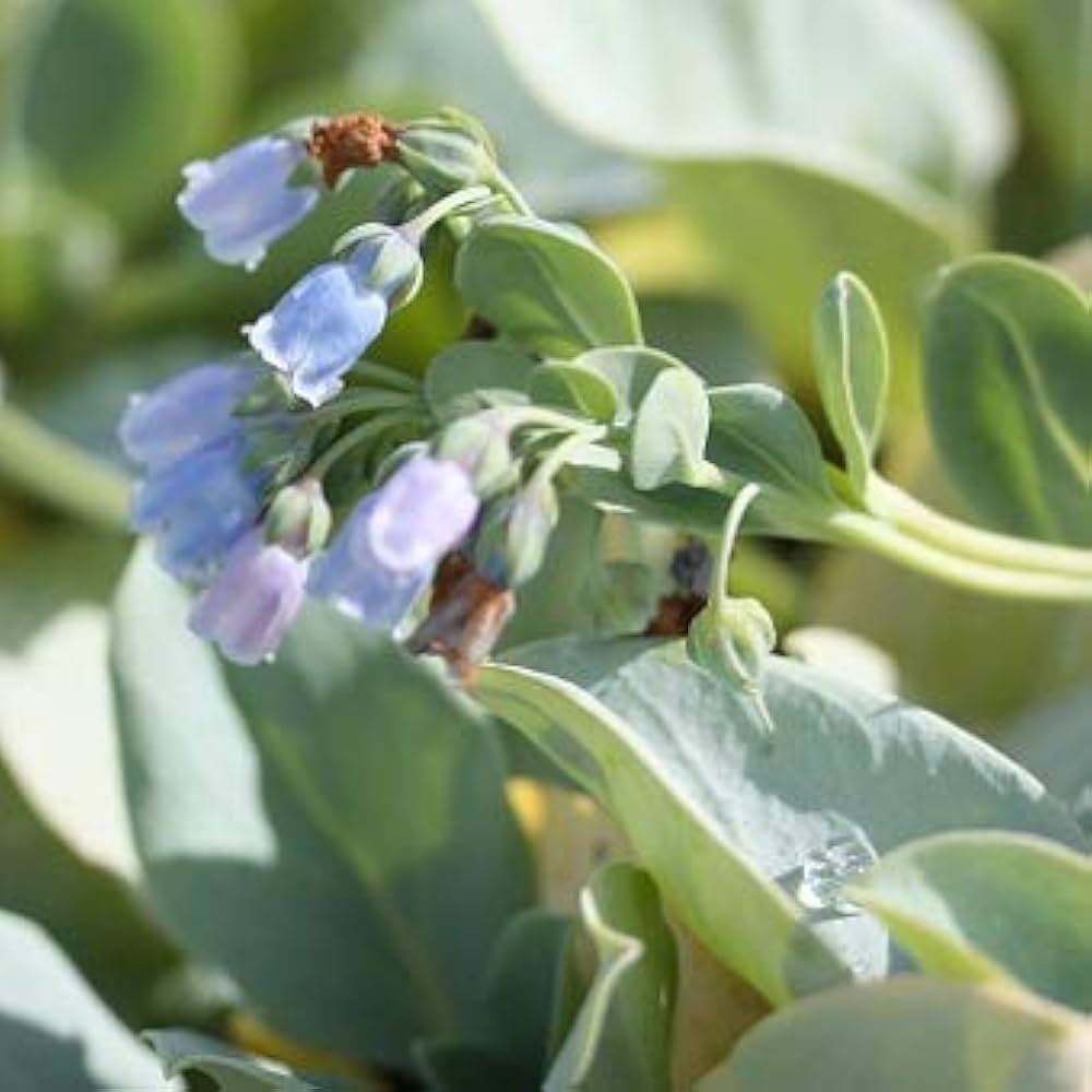 花種　メルテンシア マリティマ 花種 メルテンシア マリティマ 【公式通販】